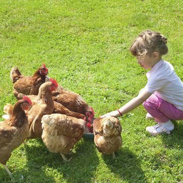 Budding Young Farmers feeding the chickens